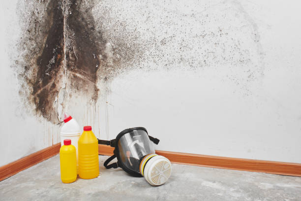 Best Certified Mold Removal  in Cao, ND