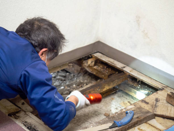 Attic Mold Removal in Cando, ND