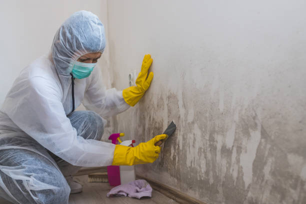 Trusted Cando, ND Mold Removal Experts