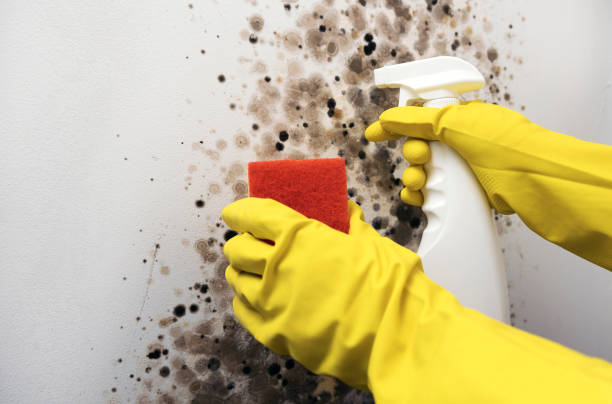 Best Commercial Mold Removal  in Cao, ND