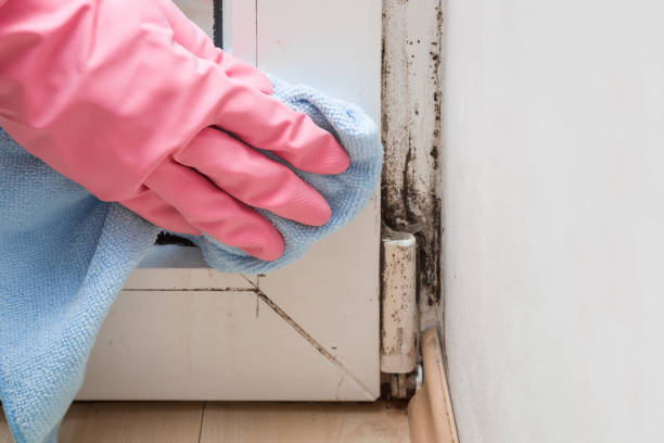 Home Mold Removal in Cando, ND