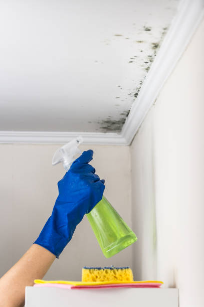 Best Black Mold Removal  in Cao, ND